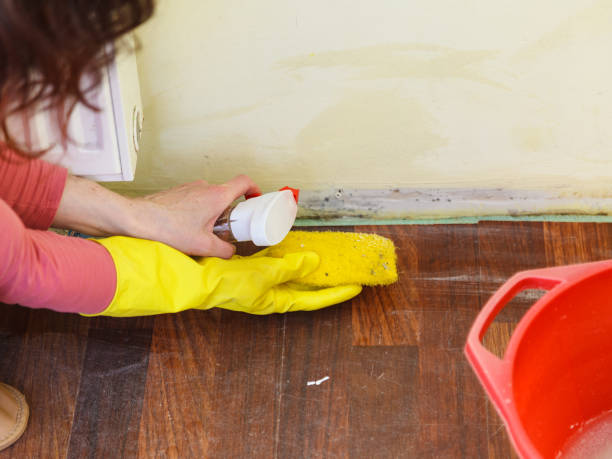 Mold Remediation for Vacation Homes in Lake Zurich, IL